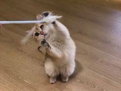 -猫腻·猫咖·撸猫馆(星光大道店)