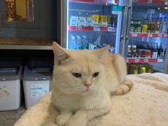 -more than meow吴止猫主题餐厅(承德 中船汇店)