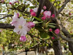 -海棠花溪(元大都城垣遗址公园)