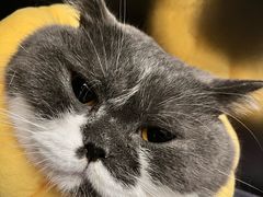-伟伟宠物医院·瑞派猫友好医院·猫科(光谷店)