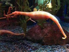 -凯莉-塔尔敦海洋生物水族馆