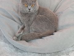 -喵宠乐园·撸猫互动·猫舍