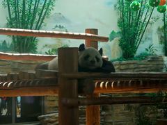 -西霞口神雕山野生动物世界