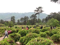 -南山植物园