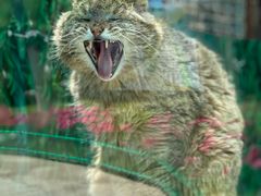 -青藏高原野生动物园