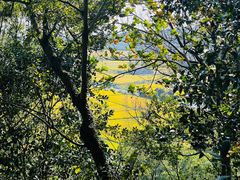 -上海佘山国家森林公园天马山园