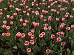 -洪湖湿地生态园