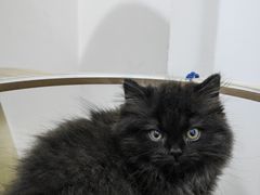 -瑞派罗医生宠物诊所(古镇分所)