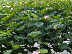 -荔湾湖公园