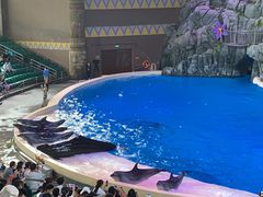 -帝企鹅自助餐厅•儿童岛•真企鹅(长隆企鹅酒店)