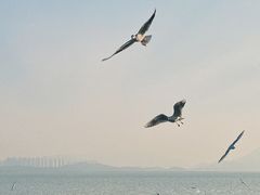 -深圳湾公园(南山区)