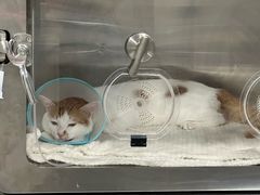 -四月宠物医院·猫专科·心脏专科·内科(转塘店)