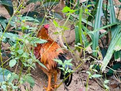 -海南热带雨林国家公园吊罗山景区