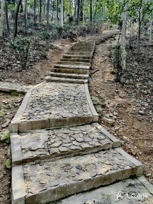 上海佘山国家森林公园天马山园图片