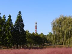 -羊亭河湿地公园