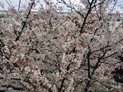 -武汉大学-樱园