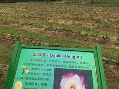 -亚龙湾国际玫瑰谷