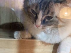 -白兔子密室(长寿路店)