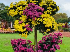 -上海共青森林公园