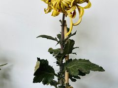 -杭州植物园