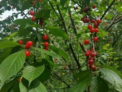 -樱桃山旅游景区