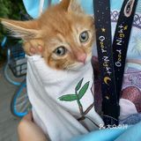 免费领养满月小橘猫，仅限北京！