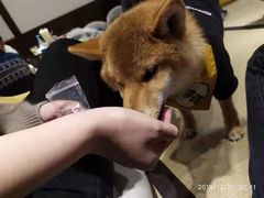 -逗柴咖啡屋·狗咖猫咖宠物桌游