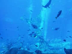-亚特兰蒂斯•OSSIANO奥西亚诺海底餐厅