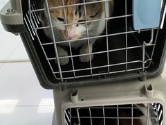 -嘉馨宠物医院·CT影像转诊·心脏科·犬猫全科诊疗中心(下沙大学城院区)