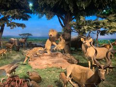 -国家自然博物馆