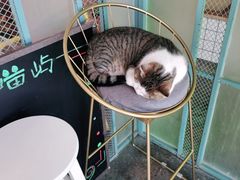 -喵屿·大理花园猫咖