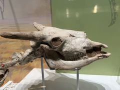 -国家自然博物馆