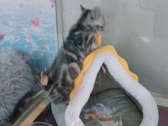 -糯米喵星人总部直营旗舰店·猫舍·幼猫出售