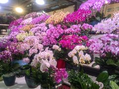 -朝来春花卉市场
