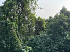 -杭州半山国家森林公园