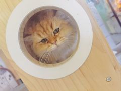 -平行世界·猫咖(首经贸店)