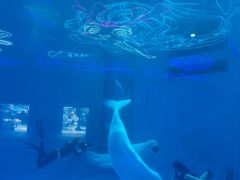-海合安成都极地海洋公园