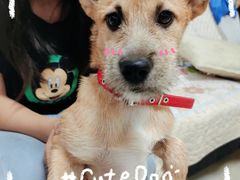 -菲丽丝宠物医院·24小时·猫科中心·免疫点(淮海分院)