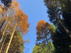 -山王坪喀斯特国家生态公园