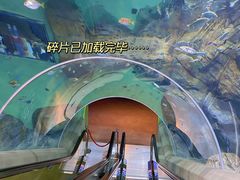 -上海海洋水族馆