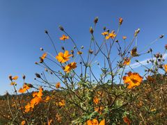 -北京东方普罗旺斯薰衣草庄园