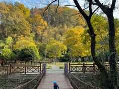 -素山寺森林公园