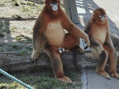 -西霞口神雕山野生动物世界