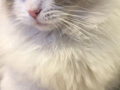 -momokira米努特·德文卷毛猫·棉花面纱犬