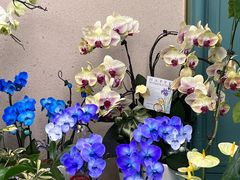 -紫荆广场·花漫里