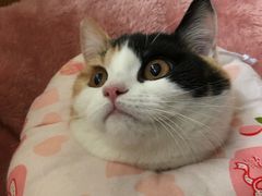 -仁普宠物诊所(住友昌盛新苑店)