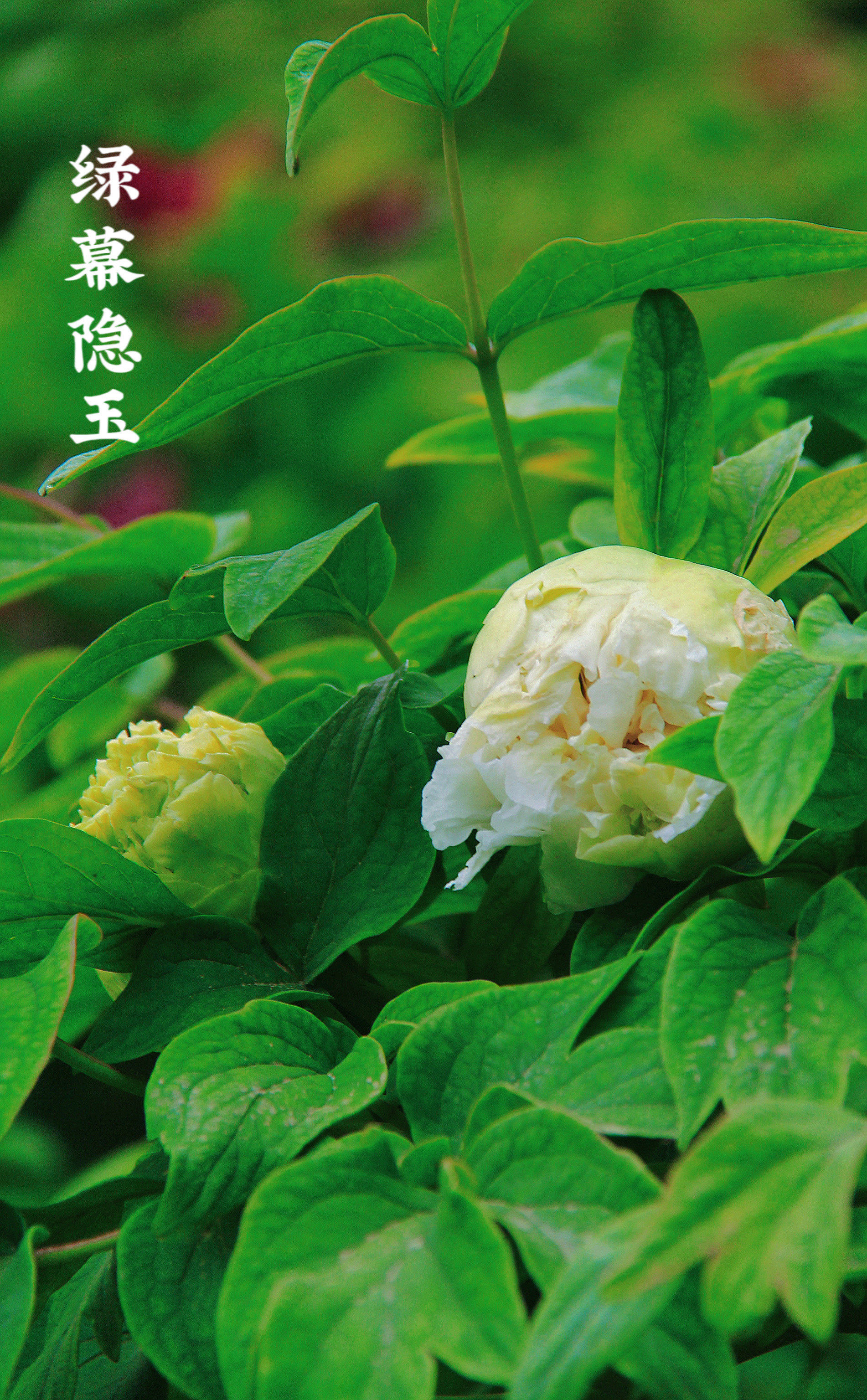 绿幕隐玉含苞待放