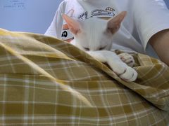 -喵的天空名猫咖啡馆·撸猫·猫舍·用品