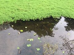 -荔湾湖公园