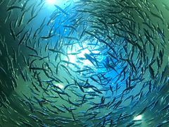 -瑞普利水族馆